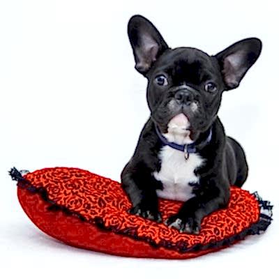 Yatar Hasta ve Pansiyon Hizmetleri